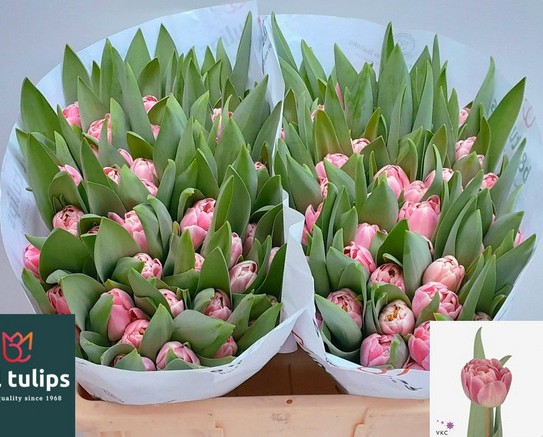 Tulipan Hol. Doble Endless Love 40cm Rs.