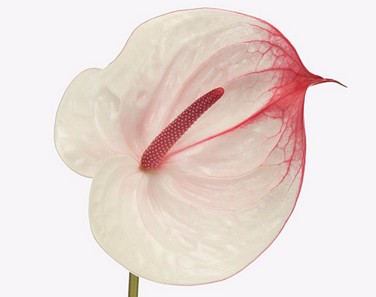 Anthurium Hol. Mini Fresh Love Li "10"