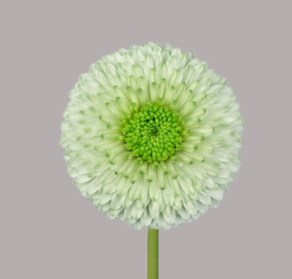 Gerbera Mini Hol. Bolero Viriviri "T20"