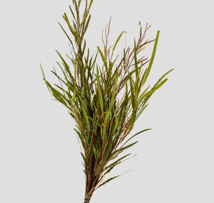 Grevillea Hol. Ivanhoe 70cm Paq.