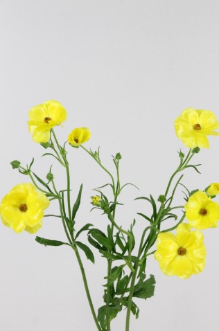 Ranunculos Hol. Butterfly Phytalos 60cm 30gr Am. "T10"