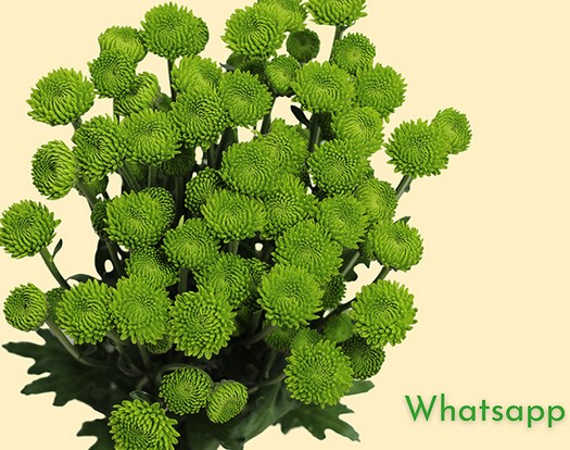 Margarita Col. B. Green Whatsapp (7 Dias - 2�)