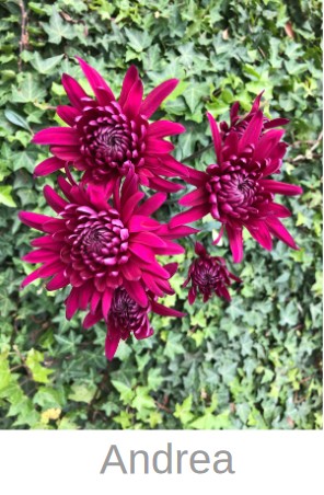 Margarita Col. C. Andrea Mor. (7 Dias - 2�)