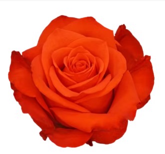 Rosa Col. New Face 60cm Nj. (7 Dias - 2�)