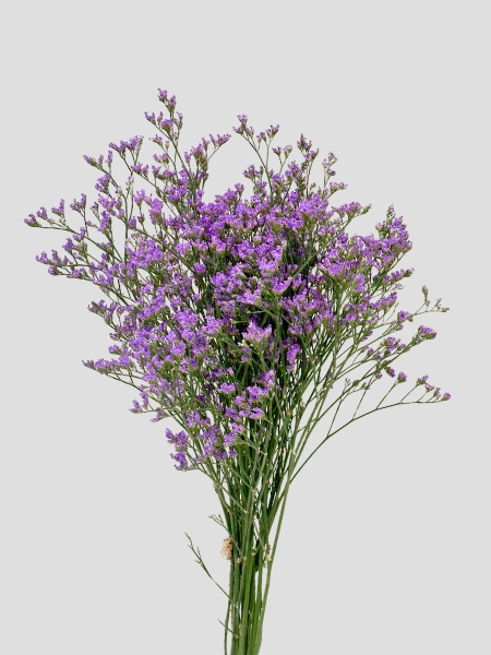Limonium Nac. Chino Azul 70cm Paq. (7 Dias - 2�)