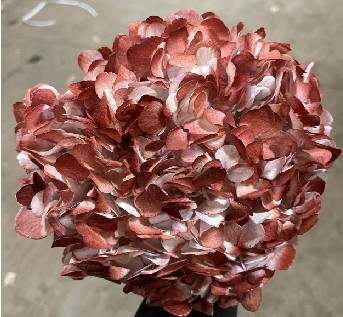 Hortensia Premium Tint. Burgundy 60cm �17/18 (7 Dias - 2�)