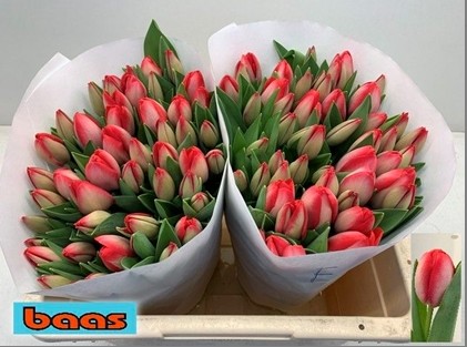 Tulipan Hol. Van Eijk 40cm (7 Dias - 2�)