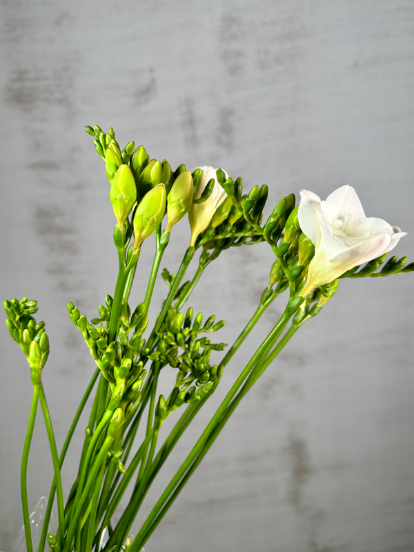 Fresia Nac. Blanca 50cm (7 Dias - 2�)