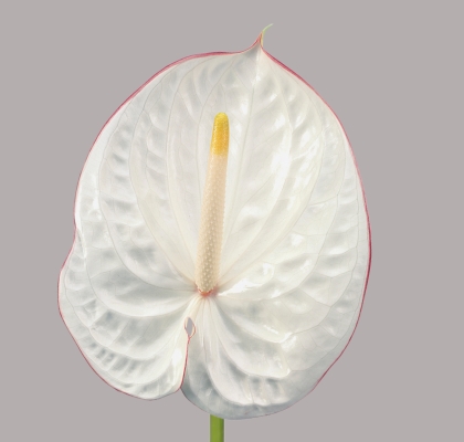 Anthurium Nac. Carnaval  �13  "CC12" (7 Dias - 2�)