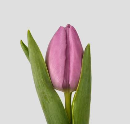 Tulipan Hol. Alibi 40cm Mlv. (7 Dias - 2�)