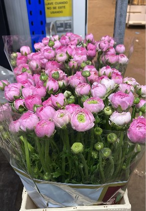 Ranunculos Italia Elegance Rosa 45cm (7 Dias - 2�)