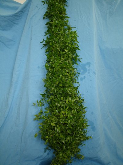 Medeola Italia 110cm "Paquete"