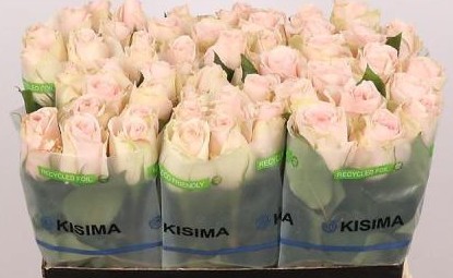 Rosa Hol. High Bridal 50cm x10