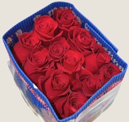 Rosa Col. Freedom 80cm "MAT" (7 Dias - 2�)