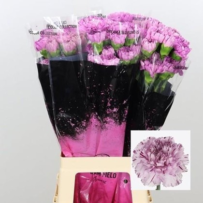 Clavel Col. Fancy Yukari Oscuro