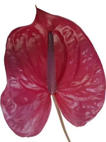 Anthurium Hol. Utah �11  "CC16" Mor/Fres.
