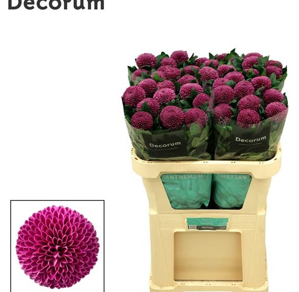 Uniflor Hol. Roxo 85gr Mor.