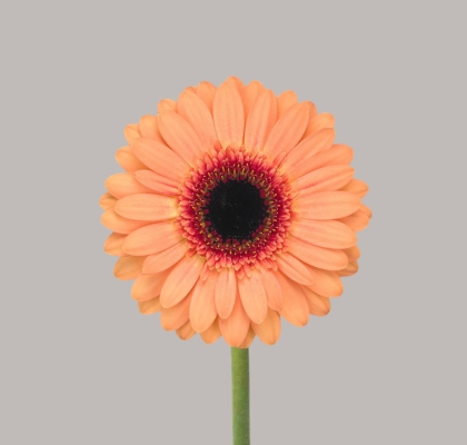 Gerbera Mini Hol. Dusty "T20"