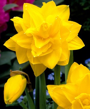 Narciso Hol. D Golden Ducat 48cm Am.