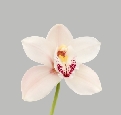 Cymbidium Meline 50cm Bl