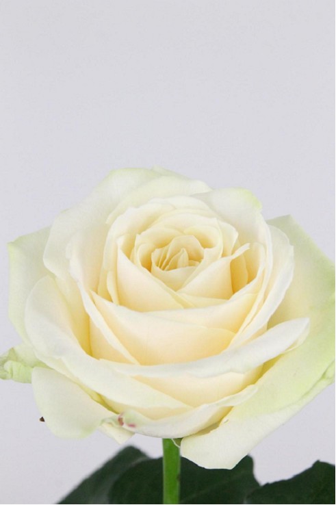 Rosa Hol. Four Seasons+ 55cm A2