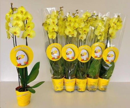 P. Phalaenopsis Ov. Tintada Amarilla 9/55cm x8 2T  -Joflor-