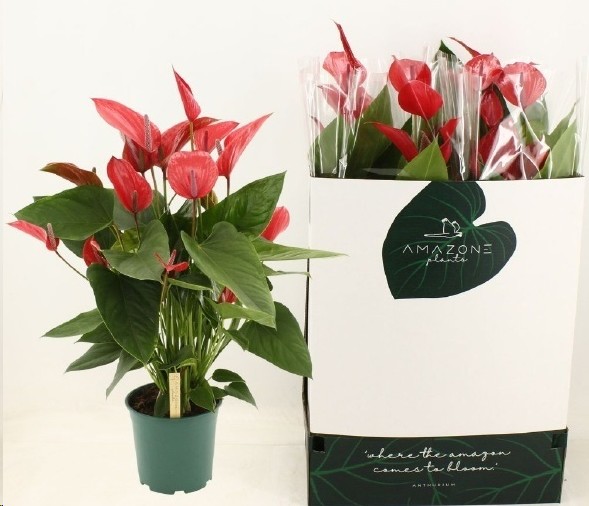 P. Anthurium Melodia Ibis 21/90cm x4 10F -Amazone plants-