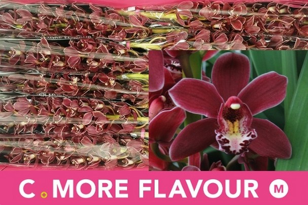 Cymb Mini Sultan 60cm