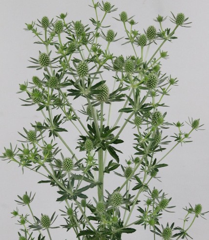 Eryngium Hol. White Glitter 50cm