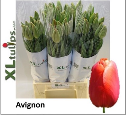 Tulipan Frances Avignon 65cm