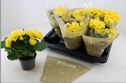 P. Begonia HL Blitz 13/30cm "CC6"