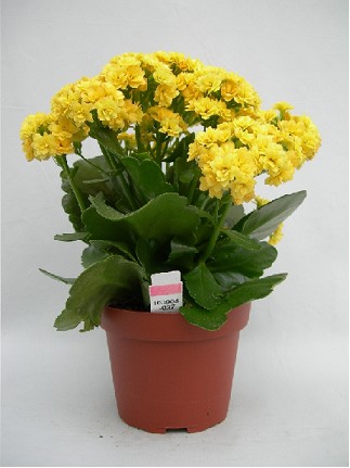 P. Kalanchoe B Ge Perf Yellow 10.5/24cm "CC10"
