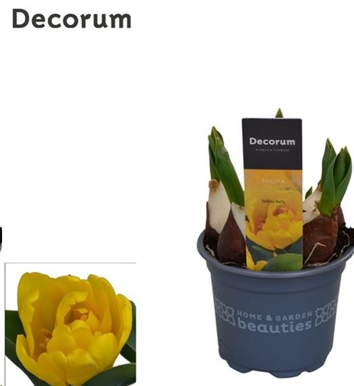 P. Tulipan Yellow Baby 12/16cm "CC10"