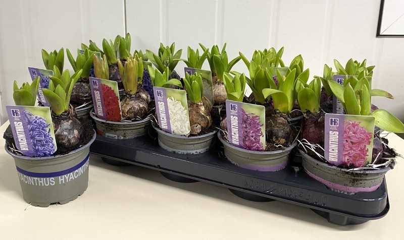 P. Jacintos Mixto 6Kl 12/15cm "CC10" 3F