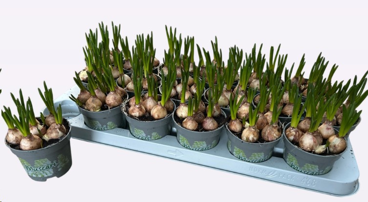 P. Muscari White Magic 9/14cm "CC18"