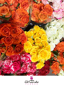 Ramificada Mixta 50cm (7 Dias - 2�)