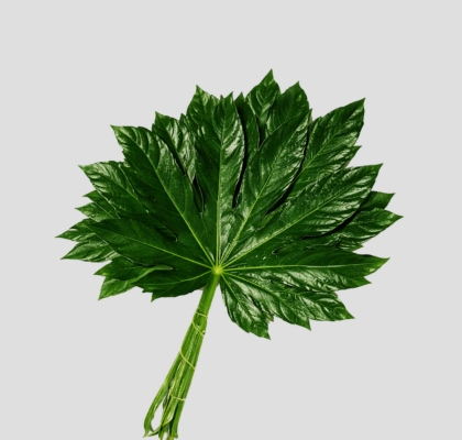 Aralia 30cm Peque�a Italia "T50" (7 Dias - 2�)