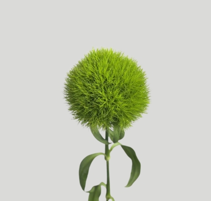 Dianthus Green Nac. 65cm (7 Dias - 2�)