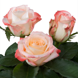 Rosa Ecu. Cabarett 70cm (7 Dias - 2�)