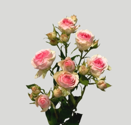 Ramificada Dinara 50cm (7 Dias - 2�)