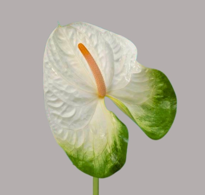 Anthurium Hol. Acropolis Groen �13  "CC12" (7 Dias - 2�)