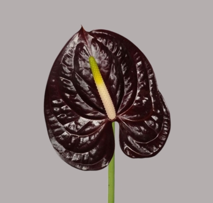 Anthurium Hol. Showtime Ng. �15  "CC10" (7 Dias - 2�)