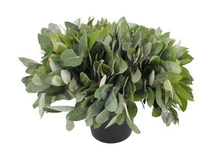 Eucalipto Nac. Robusta 55cm (7 Dias - 2�)