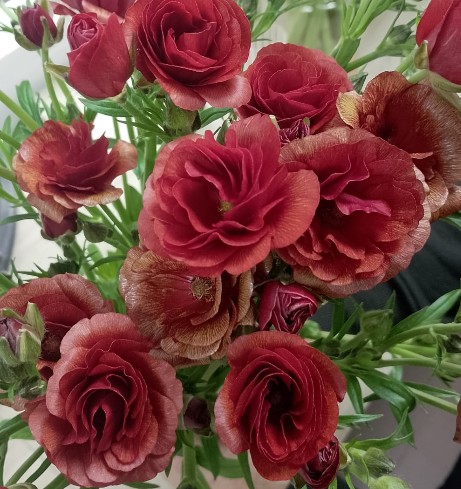 Ranunculos Italia Butterfly Emos 50cm (7 Dias - 2�)