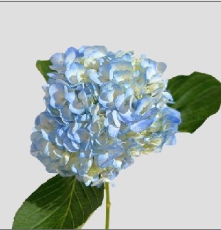 Hortensia Jumbo Tint Blue 60cm �19/20 (7 Dias - 2�)