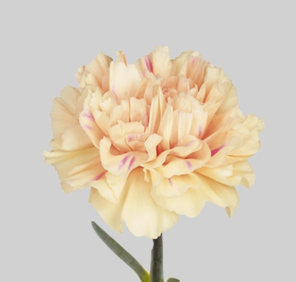 Clavel Col. Fancy Apple Tea "T25" (7 Dias - 2�)