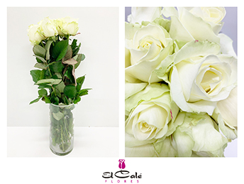 Rosa Hol. Avalanche 55cm (7 Dias - 2�)