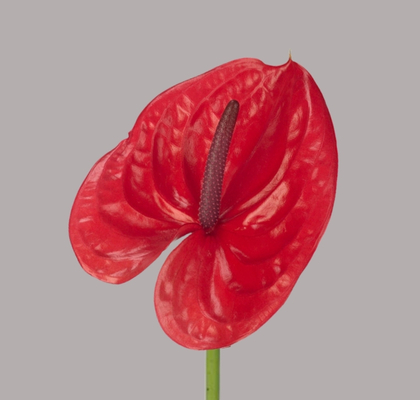 Anthurium Hol. Enjoy �13  "CC12" (7 Dias - 2�)