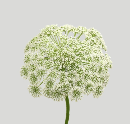 Ammis Casablanca 70cm (7 Dias - 2�)