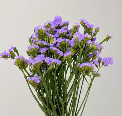 Statice Nac. Malva Claro 70cm "Oferta"